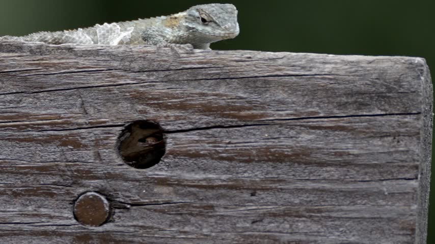 Small Texas spiny lizard resting on a textured wooden log in Chipinque Ecological Park, Monterrey, Mexico