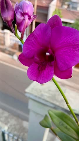 Vibrant Purple Dendrobium Orchid Flowers in Garden