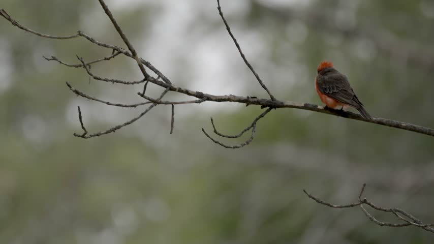 Male Vermilion Flycatcher perched on a branch