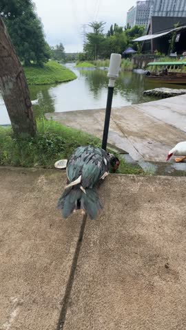 a black Muscovy duck pecking at the ground, eating and wiggling its tail on a wet concrete walkway beside a pond, while other ducks walk nearby in a lakeside park