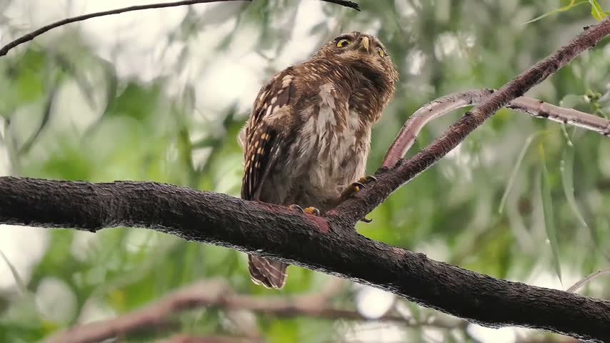 Small brown owl perching on a wet tree branch looking up in a green forest