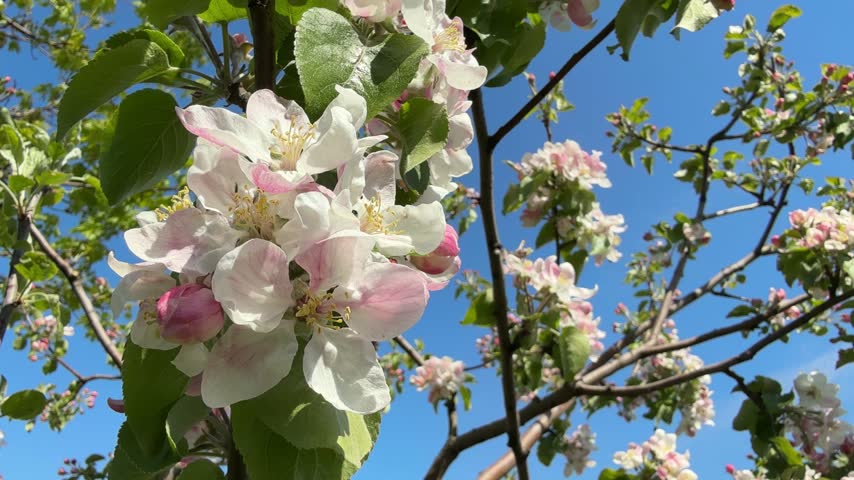 Apple blossom in spring orchard.