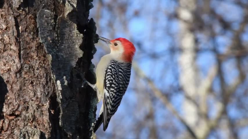 A close-up shot of a beautiful Red-bellied Woodpecker (Melanerpes carolinus) foraging and pecking on a textured tree trunk against a soft blue winter sky backdrop. Perfect for nature documentaries, wildlife education, and seasonal b-roll.