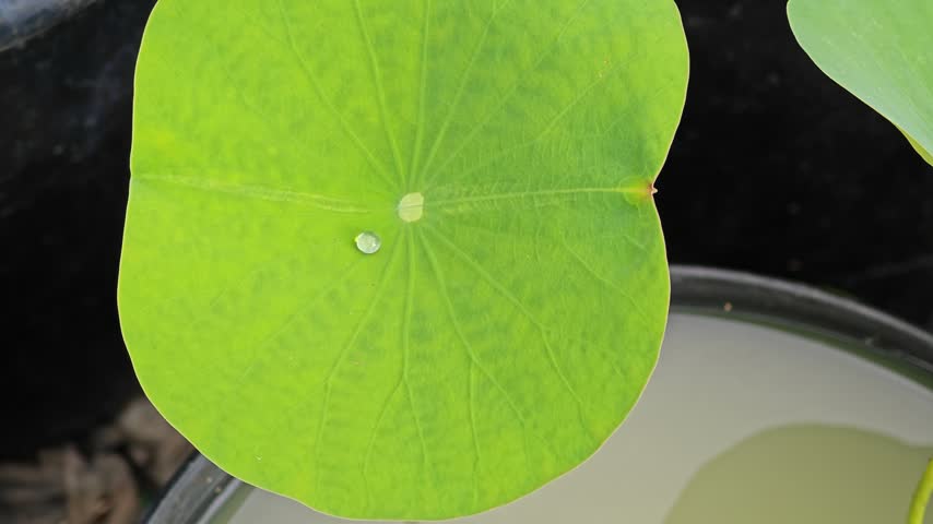 A clear water droplet on a fresh green lotus leaf in a cultivation pot.