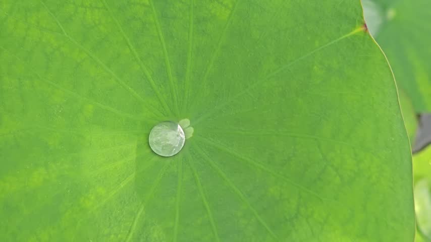 Detailed macro shot of a clear water droplet on a green lotus leaf texture.