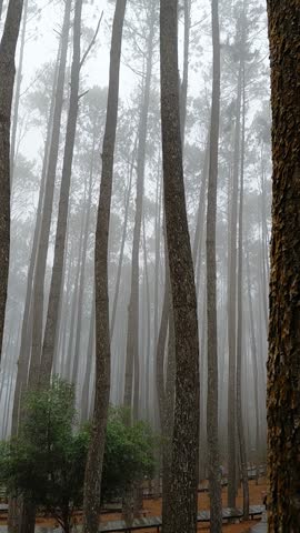 The pine forest is misty.