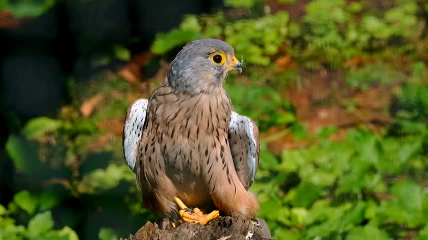 Brown Kestrel Bird Perched on Wooden Stump in Green Garden