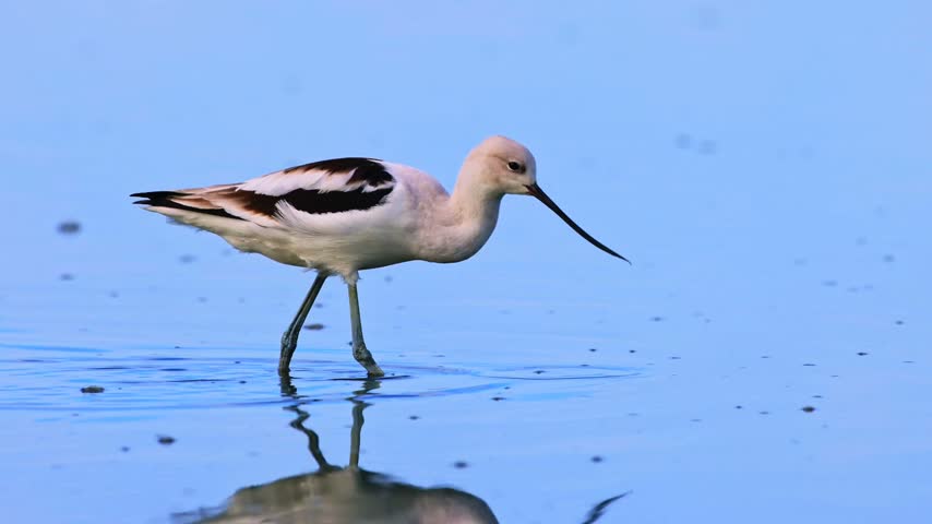 Black-winged Stilt bird walking in shallow blue water with reflection