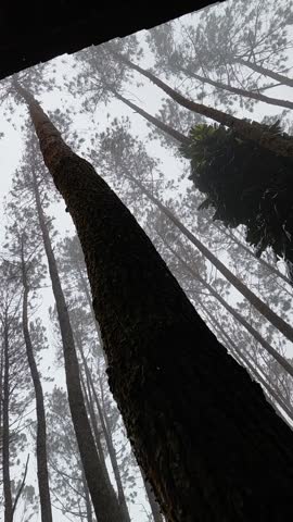 The pine forest is misty.