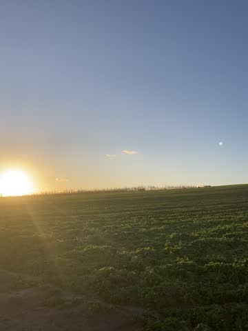 Vast green agricultural field under clear blue sky, wide open farmland landscape, peaceful rural countryside