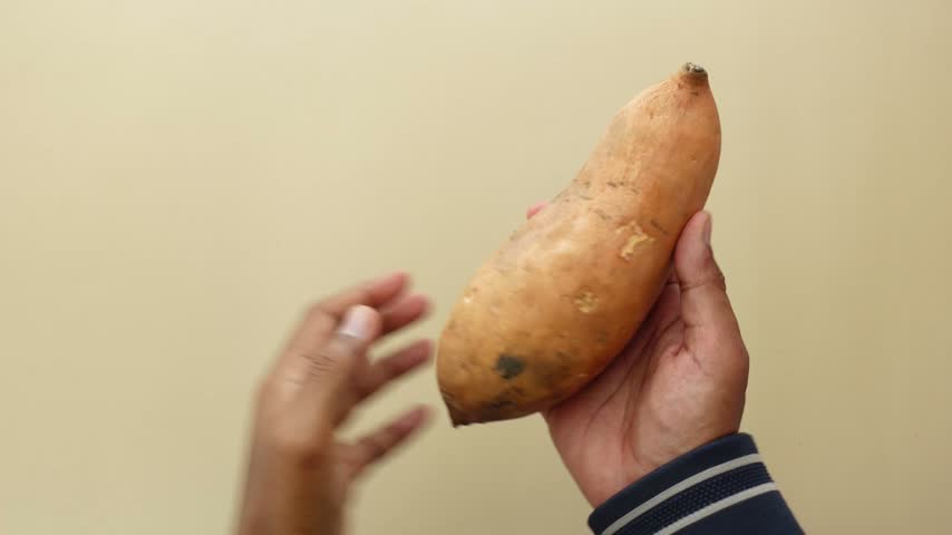 Person showing fresh orange sweet potato with smooth skin holding it in both hands isolated on light background close up video footage.