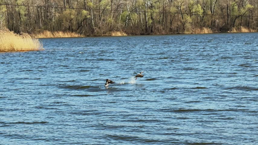 Two mallard ducks taking off over rippling blue lake water near reeds and woodland in daylight