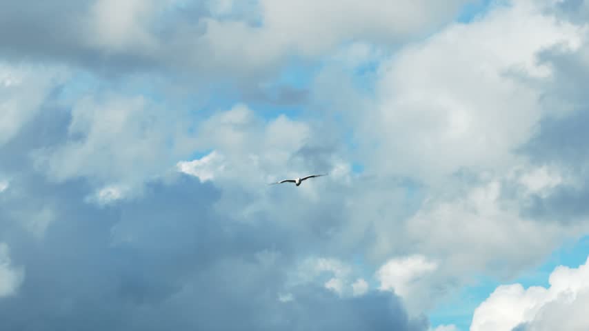 Single seagull flying in a cloudy blue sky