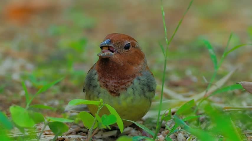 Close up of a small wild finch bird foraging and eating on the grassy ground with open beak against a soft blurred background