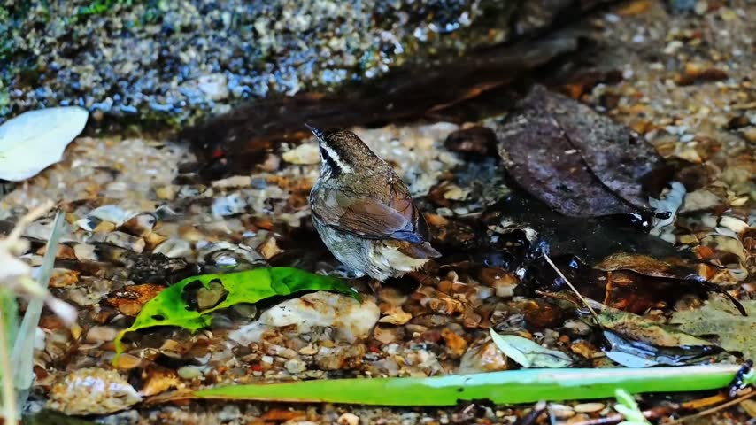 Close up of a small wild bird taking a bath and splashing water in a shallow rocky stream in nature