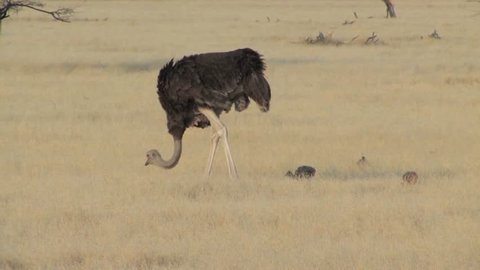 Male Ostrich with chicks in Etosha National Park, Namibia, Africa