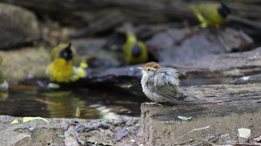 A Puff-throated Babbler (Pellorneum ruficeps) perched on a log near a forest stream, resting and preening its feathers with other birds bathing in the background.