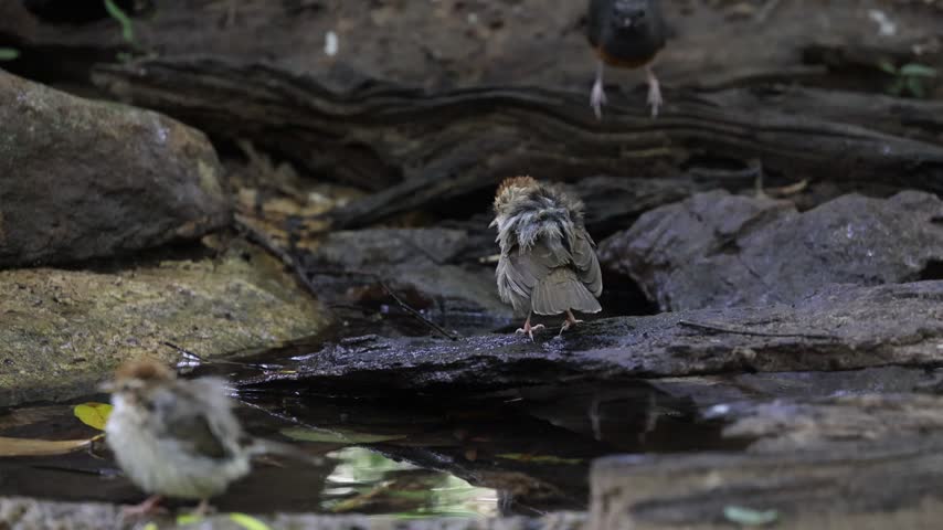 A Puff-throated Babbler (Pellorneum ruficeps) resting on a log near a stream, followed by a White-rumped Shama (Copsychus malabaricus) perched alertly in a tropical forest.