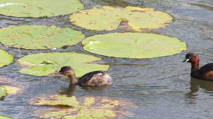 Little Grebe Diving into a Lily Pad Lake Close Up
