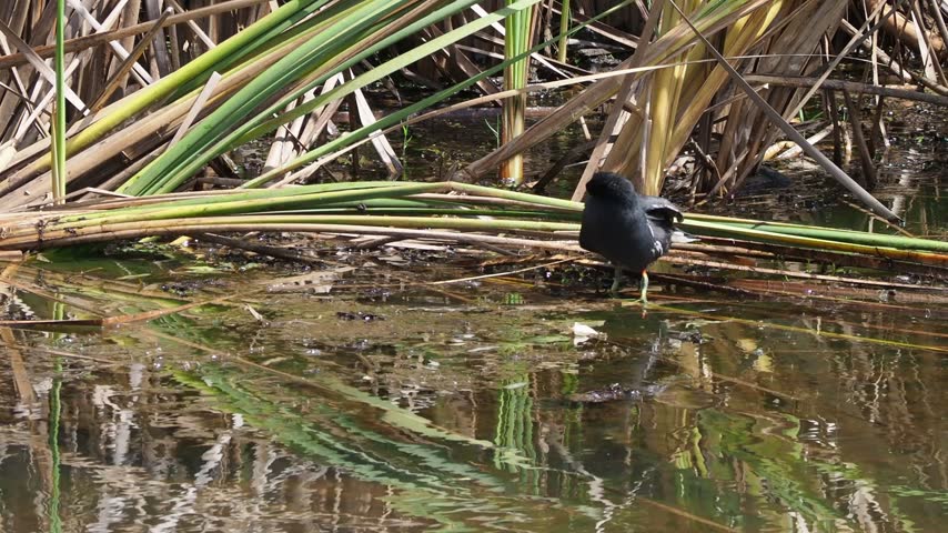 Common Gallinule on Floating Vegetation in a Wetland Swamp Close Up
