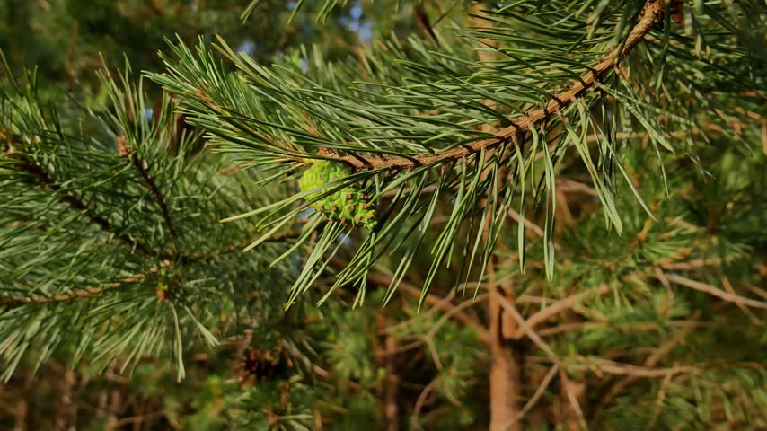 Close-up of a vibrant green young pine cone growing on a branch in the sunlight