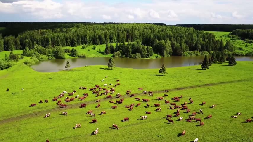 Aerial footage of lush green grassland with a small pond and cows surrounded by dense trees, creating a peaceful countryside landscape.