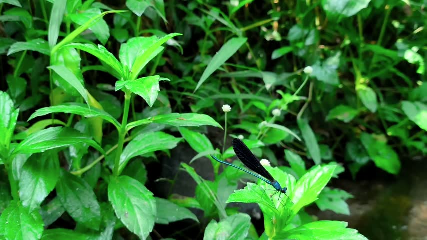 Close up of a vibrant blue damselfly perched on wet green foliage by a stream in a natural rainforest setting.