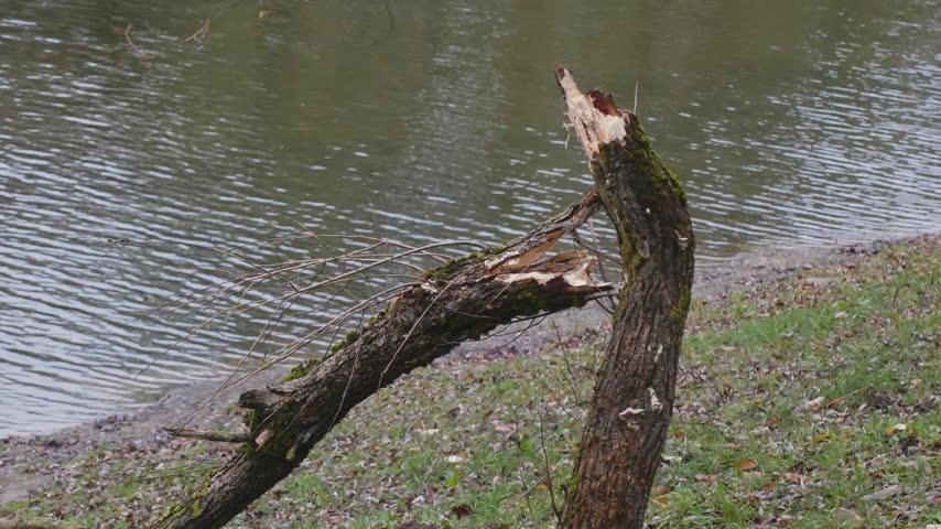 Broken tree trunk standing beside rippling lake water, showing splintered bark and damaged branches outdoors