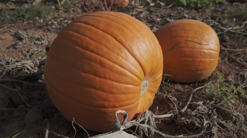 Close-up Halloween pumpkins on an agricultural field before harvest. Slow motion dolly out side view of orange vegetables in autumn. Buying pumpkins for home made Jack-o