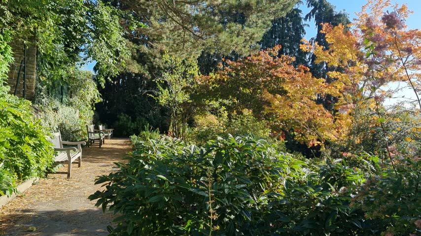 Sunlit Autumn Asphalt Path with Park Benches, Colorful Shrubs, a Stone Wall Covered in Climbing Plants and Overhanging Evergreen Branches Moving in a Gentle Breeze
