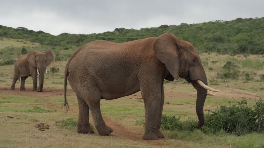  African bush elephant (Loxodonta africana) feeds on a shrub in Addo Elephant National Park, Eastern Cape, South Africa.