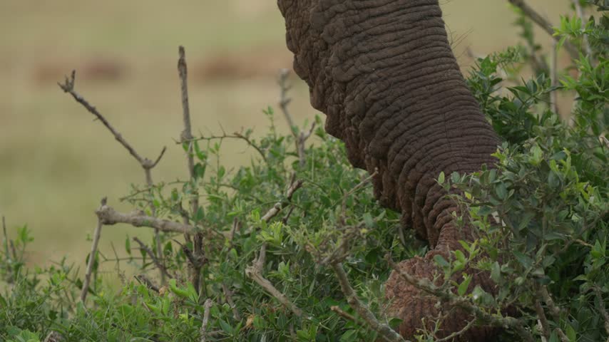  African bush elephant (Loxodonta africana) feeds on a shrub in Addo Elephant National Park, Eastern Cape, South Africa.