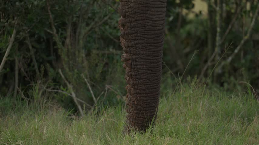  African bush elephant (Loxodonta africana) feeds on a shrub in Addo Elephant National Park, Eastern Cape, South Africa.