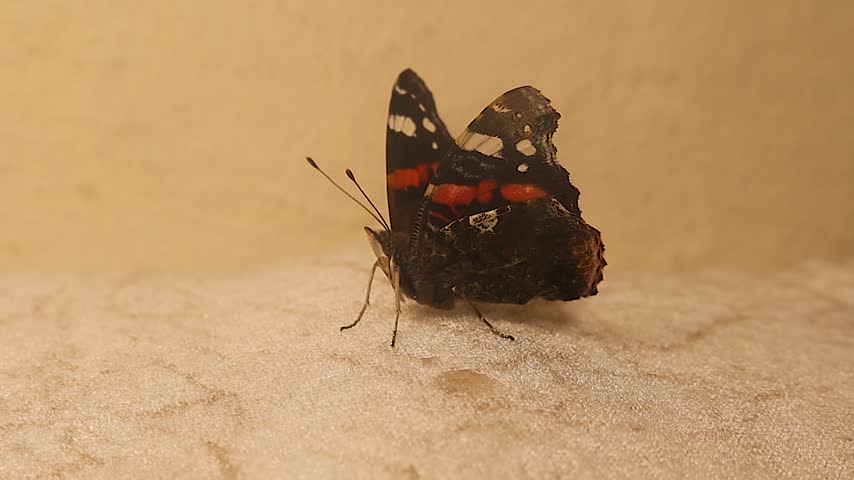 Red Admiral butterfly (Vanessa atalanta) extends and curls its proboscis in macro close-up, showcasing insect anatomy, wildlife behavior, biological adaptation, biodiversity, and science.