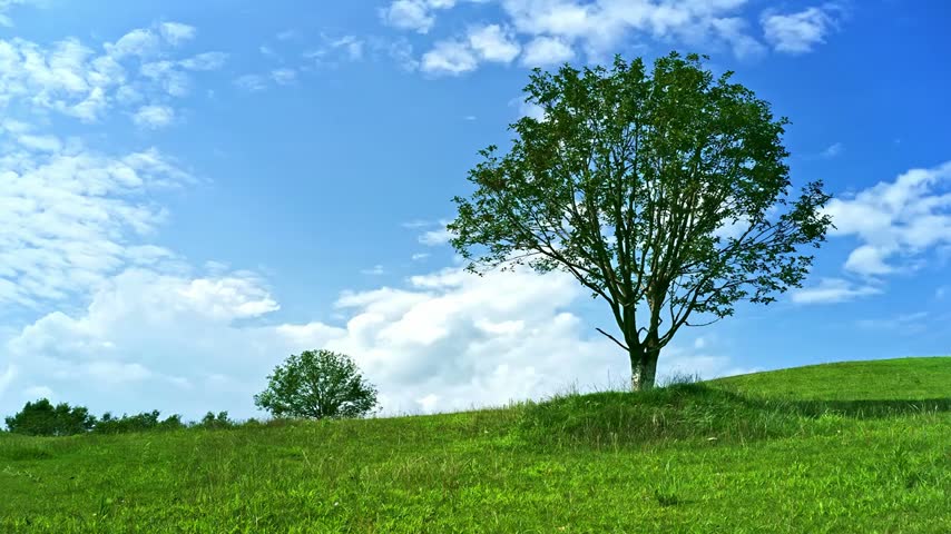 Low-angle shot of a solitary tree in a green grassy field under a blue sky with white clouds, 4k resolution.