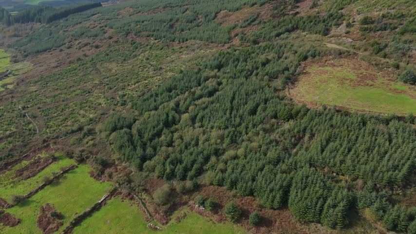 Aerial view of dense pine forest covering rolling green hillsides
