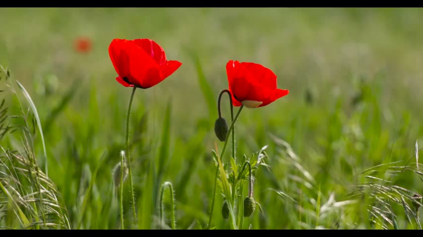 Close-Up of Two Red Poppy Flowers Blooming in Green Field
