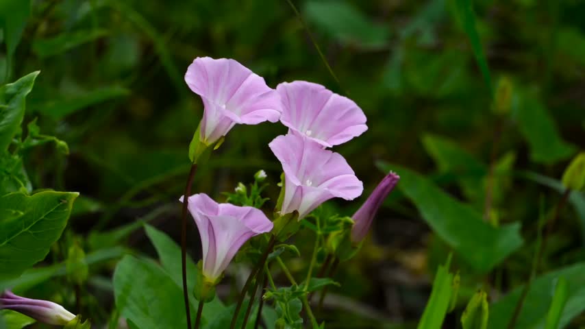 Close-Up of Blooming Purple Wildflowers in Green Nature