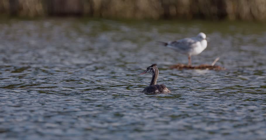Juvenile great crested grebe wanting to play with a gull flying away on a pond in sunny weather