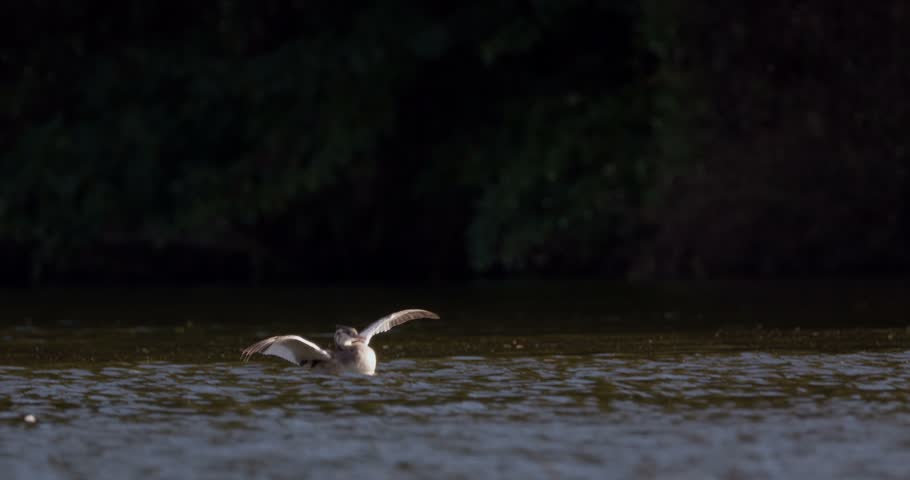 Juvenile great crested grebe flapping wings while rising above the water surface on a pond in sunny weather