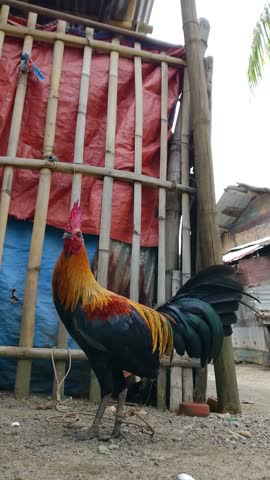 An Asian multicolored rooster in a village.