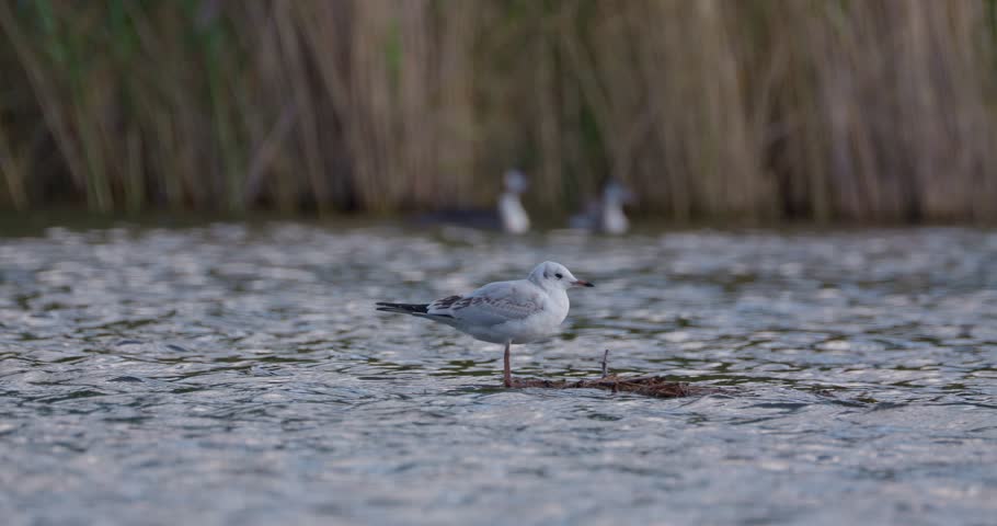Juvenile black-headed gull resting on a small log in the middle of a lake under overcast sky