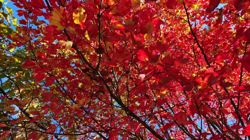 A tree with bright autumn foliage, red maple (Acer rubrum).