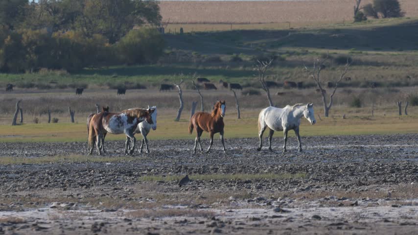 Wild horses running in pampean grassland La Pampa Argentina rural countryside nature conservation video stock footage
