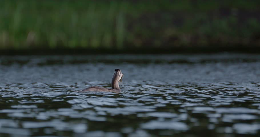 Juvenile Great crested grebe swallowing a large fish with neck movements on a pond overcast