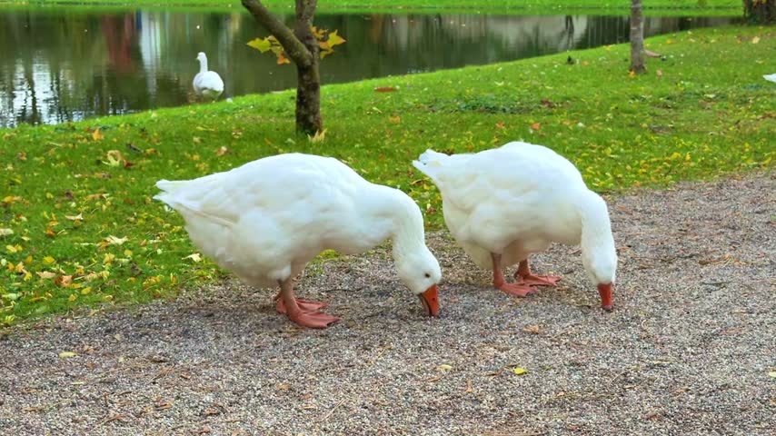 Autumn park landscape with  white geese by pond, and yellow leaves