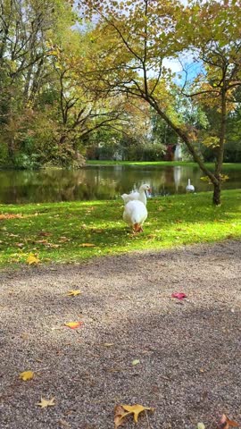 Autumn park landscape with white geese by pond, and yellow leaves