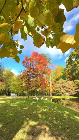 Autumn park landscape with vibrant maple tree, white geese by pond, and yellow leaves