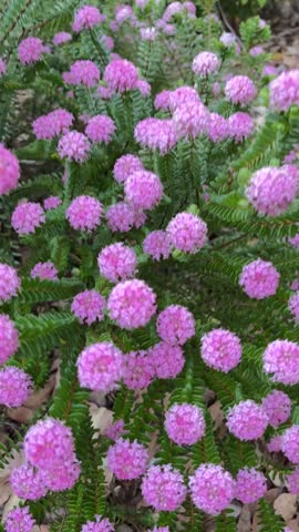 Beautiful purple flowers in the garden. It has long green tiny leaves and long stem to support the flowers