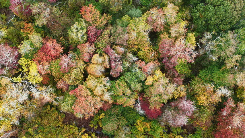 Colorful autumn foliage is found in a coastal forest on Cape Cod, Massachusetts. This scenic east coast destination is bordered by the Atlantic Ocean and is not far from Boston.